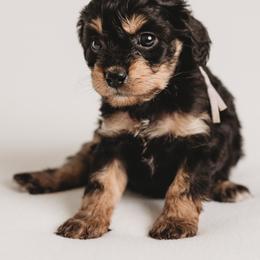Cavapoo Puppies from PuppybuddyUSA