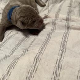 Boy 2 - Chocolate Great Dane puppy in Pennsylvania from Pocono Mountain Great Danes
