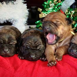 Vietnamese Phu Quoc Ridgeback Puppies from Vietnamese Phu Quoc Ridgeback Dogs of Southern California