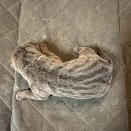 Girl 1 - Blue female Chinese Shar-Pei puppy in Lenoir, North Carolina from Peitato Chips