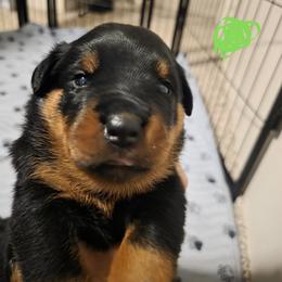 Rottweiler Puppies from Rottbies