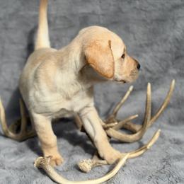 Brooke - Yellow female Labrador Retriever puppy in Sweet Home, Oregon from Knotty Creek Labradors