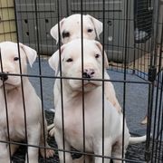 Dogo Argentino Puppies from De la Fuerza de Dios