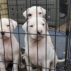 Dogo Argentino Puppies from De la Fuerza de Dios