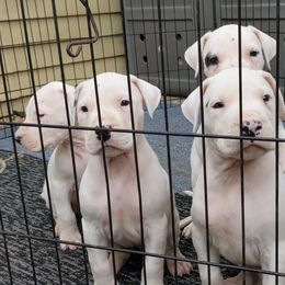 Dogo Argentino Puppies from De la Fuerza de Dios