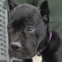 Purple Collar Girl - Vera X Lawman - AKC and ICCF - Black female Cane Corso puppy in Gorman, Texas from McOmber Country Kennels