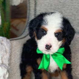 Emerald - Tri-color male Bernedoodle puppy in West Jordan, Utah from Doodles Friend