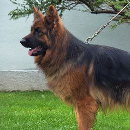 Beli - German Shepherd
