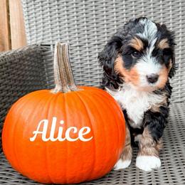 Alice (Black girl) - Tri-color female Bernedoodle puppy in Boiling Springs, South Carolina from OlliePups, LLC