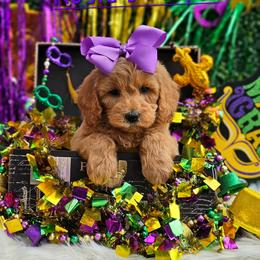 Rosie's Purple Girl - female Goldendoodle puppy in Kountze, Texas from Texas Doodles LLC