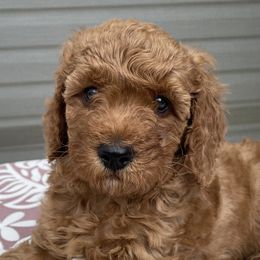 Daisy - Poodle puppy from Colorado Fields
