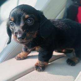 Girl 2 - Black and tan female Dachshund puppy in Oklahoma from DRB Dachshunds