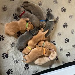 Black collar - Charcoal male Dilute Retriever puppy in Douglass, Kansas from JP Kennels, LLC
