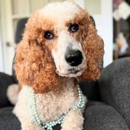 Lady - Poodle