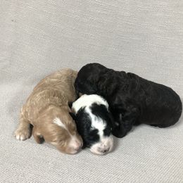 Goldendoodle and Springerdoodle Puppies from Springerdoodles Plus AZ