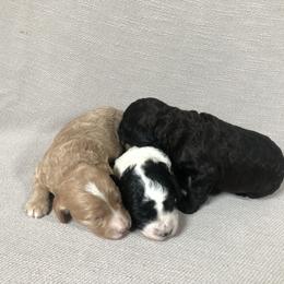 Goldendoodle and Springerdoodle Puppies from Springerdoodles Plus AZ
