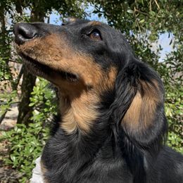 Stormie - Dachshund