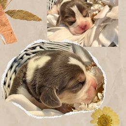 Rainbow Collar - Blue tan and white male Beagle puppy in Viper, Kentucky from Mountain Top