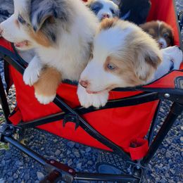 Australian Shepherd Puppies from Johnson Hill Aussies