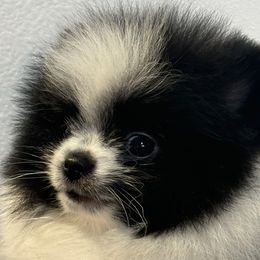 Mozart    (Mozy) - Black parti male Pomeranian puppy in Palatka, Florida from Sugarland Pomeranians
