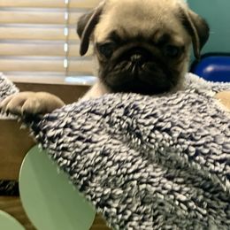 Snack Size - Fawn male Pug puppy in Saint Pauls, North Carolina from Copperfield’s Goldens