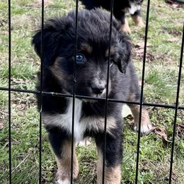 Miniature American Shepherd Puppies from Wigglebottom Shepherds
