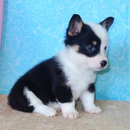 Australian Cattle Dog and Pembroke Welsh Corgi Puppies from Heelers in Texas