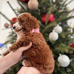 French Bulldog and Goldendoodle Puppies from Haus of Pawz