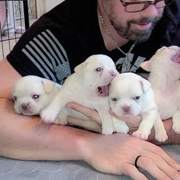 French Bulldog Puppies from Shawhan Family Frenchies