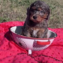Diamond - Merle female Goldendoodle puppy in Austin, Texas from Doodles of Central Texas