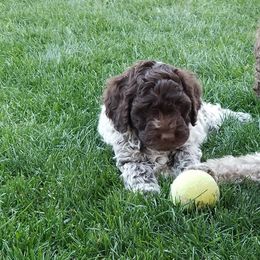 Lagotto Romagnolo Puppies from Crescendo Lagotto Romagnolos