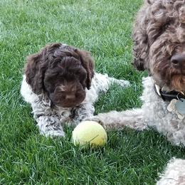 Lagotto Romagnolo Puppies from Crescendo Lagotto Romagnolos