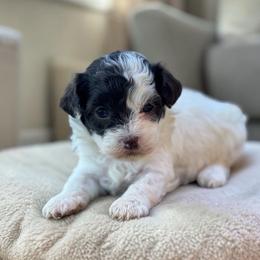 Macy - White female Havapoo puppy in Lancaster, South Carolina from 3 Bs Havanese-PUPPIES with  PURPOSE