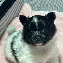 Frankly - Black parti male Pomeranian puppy in Kansas City, Missouri from S&K Pomeranians