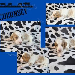 Guernsey - Parti male Poodle puppy in Mcbain, Michigan from Northern Creek
