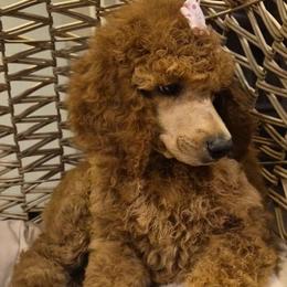 Pink - Red  female Poodle puppy in El Paso, Texas from Paws Of Beauty