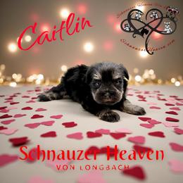 Caitlin AKC - Black and silver female Miniature Schnauzer puppy in Pelzer, South Carolina from Schnauzer Heaven Von Longbach