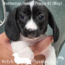 Puppy 1 - Piebald male Dachshund puppy in Anamosa, Iowa from Melsh Precious Pets