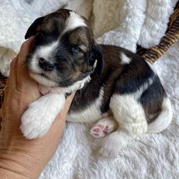 Tiki - Tri-color female Bernedoodle puppy in Superior, Arizona from Mountain Bridge Doodles