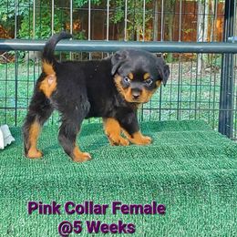 Rottweiler Puppies from Vom Haus Curbeam Rottweiler Kennel, LLC
