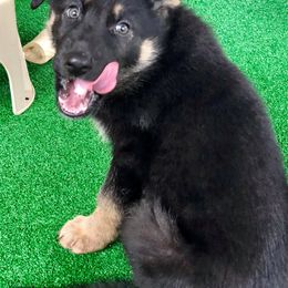 German Shepherd Puppies from Ransomshire Shepherds