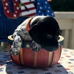 German Shorthaired Pointer Puppies from MaggieMae Andersen
