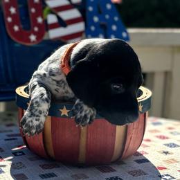 German Shorthaired Pointer Puppies from MaggieMae Andersen