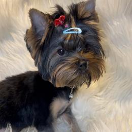 Amor - Black and gold female Yorkshire Terrier puppy in Las Vegas, Nevada from Yorkiepupsntcups