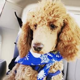 Poodles from Morlen Kennels