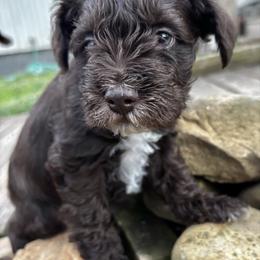 Boy 3 - Black male Miniature Schnauzer puppy in Dunlap, Tennessee from Beards of Glory
