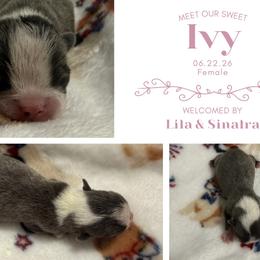 Ivy - Blue female Boston Terrier puppy in El Paso, Texas from Little Mister and Little Miss Boston Terriers