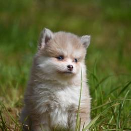 Mike Wazowski - Merle male Pomsky puppy in Coos Bay, Oregon from Ocean View Pomskies