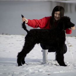 Poodle All Grown Up from River Shine Standard Poodles