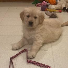 Ramie - Golden female Golden Retriever puppy in Grant County, Indiana from On The Sunny Side Pavey Farms
